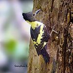 Black-and-buff Woodpecker / Meiglyptes jugularis