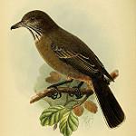 Great Shrike-Tyrant / Agriornis lividus