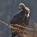 White-rumped Vulture / Gyps bengalensis