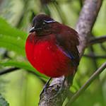Изящная питта / Erythropitta venusta