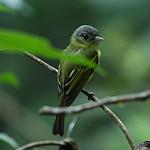 Antioquia Bristle Tyrant / Pogonotriccus lanyoni
