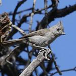 Дубовая гренадерка / Baeolophus inornatus
