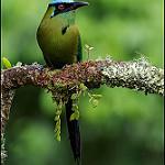 Andean Motmot / Momotus aequatorialis