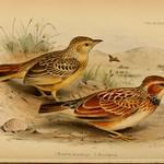 Collared Lark / Amirafra collaris