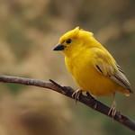 Золотистый воробей / Passer euchlorus