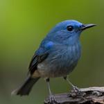 Pale Blue Flycatcher / Cyornis unicolor