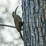 Moustached Woodcreeper / Xiphocolaptes falcirostris