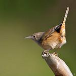 Northern House Wren / Troglodytes aedon