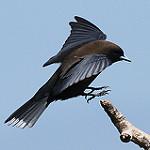 Little Woodswallow / Artamus minor
