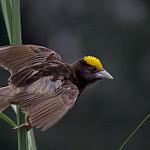 Желтошапочный ткач / Ploceus dorsomaculatus