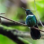 White-throated Daggerbill / Schistes albogularis