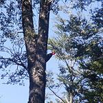 Magellanic Woodpecker / Campephilus magellanicus