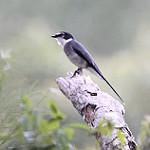 Рюкюйский личинкоед / Pericrocotus tegimae