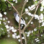 Bearded Bellbird / Procnias averano