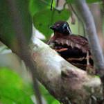 Пиримару / Myrmornis torquata