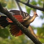 Гоациновые / Opisthocomidae фото