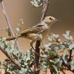 Красноголовая цистикола / Cisticola ruficeps