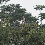 Конголезский змееяд / Circaetus spectabilis