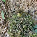 Желтоватый мухолов / Empidonax flavescens