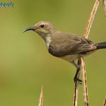 Mangrove Sunbird / Anthreptes gabonicus