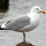 American Herring Gull / Larus smithsonianus photo call and song
