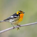 Blackburnian Warbler / Setophaga fusca