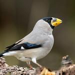 Japanese Grosbeak / Eophona personata