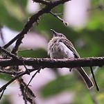 Белоглазый тоди-тиранн / Hemitriccus zosterops