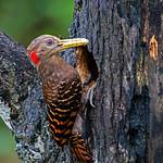 Bay Woodpecker / Blythipicus pyrrhotis