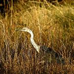 Белошейная цапля / Ardea pacifica