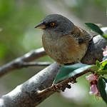 Дубовый юнко / Junco bairdi