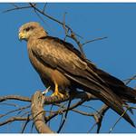 Чёрный коршун / Milvus migrans