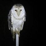 Tyto javanica