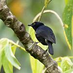 Чёрные ягодоеды / Melanocharitidae фото