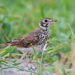 Коньковый жаворонок / Pinarocorys nigricans