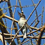 Nicobar Jungle Flycatcher / Cyornis nicobaricus