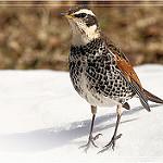 Dusky Thrush / Turdus eunomus