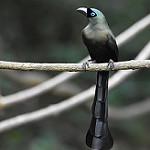 Racket-tailed Treepie / Crypsirina temia