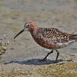 Краснозобик / Calidris ferruginea