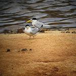 Амазонская крачка / Sternula superciliaris
