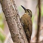 Плоскоклювый древолаз / Dendrocolaptes platyrostris