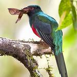 Масковый трогон / Trogon personatus