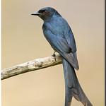 Ashy Drongo / Dicrurus leucophaeus