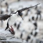 Imperial Shag / Leucocarbo atriceps