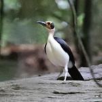 White-necked Rockfowl / Picathartes gymnocephalus