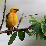 Королевский ткач / Ploceus aurantius
