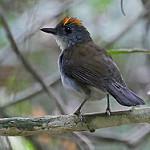 White-tailed Alethe / Alethe diademata
