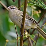 Тонкоклювый виреон / Vireo gracilirostris