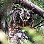 Африканская неясыть / Strix woodfordii