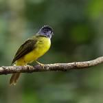 Grey-headed Greenbul / Phyllastrephus poliocephalus